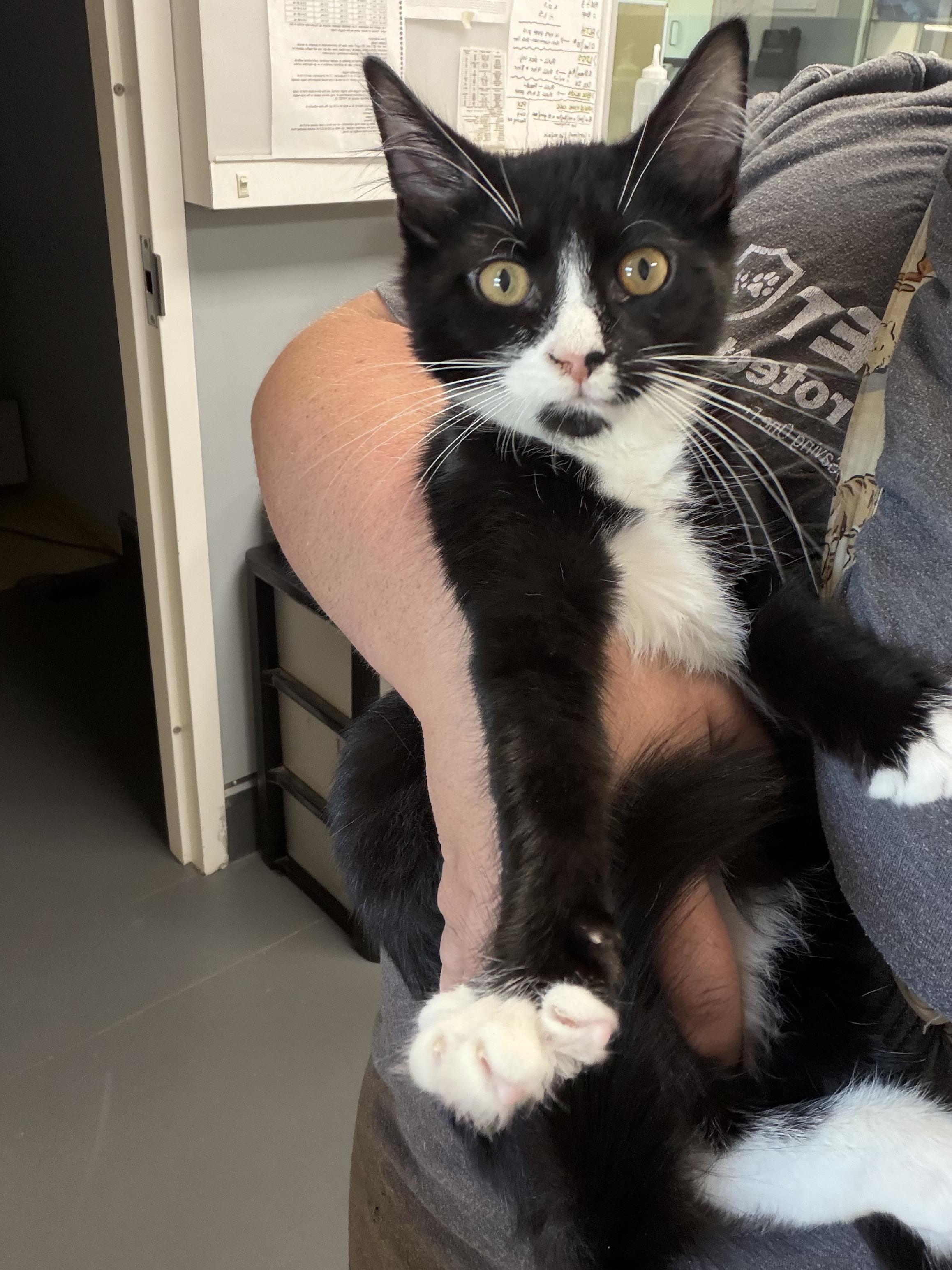 Cory (BC), Adoptable, Kitten Male Domestic Long Hair.