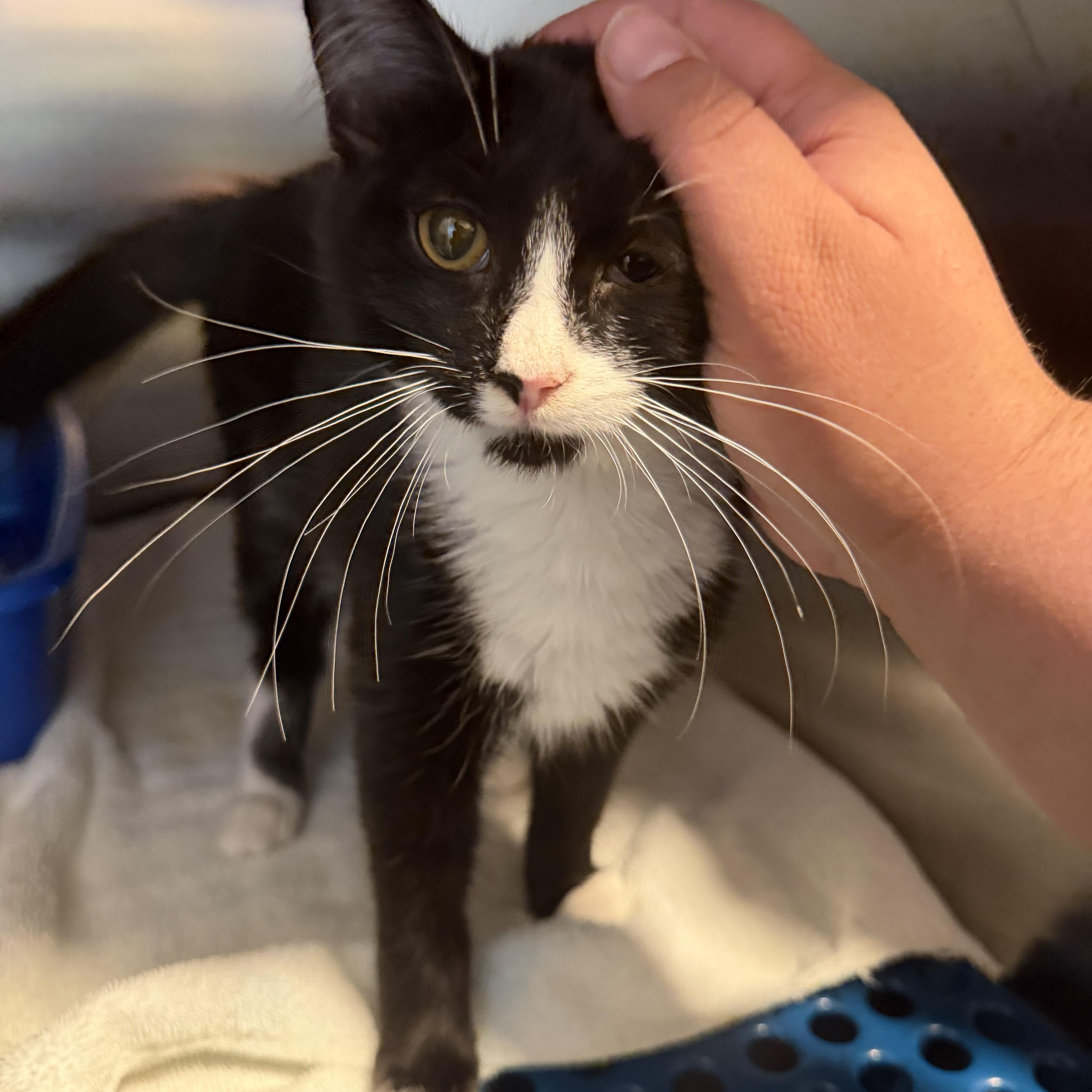 Enlarge Cory (BC), a Adoptable Domestic Long Hair in Simpsonville, SC image 2/2
