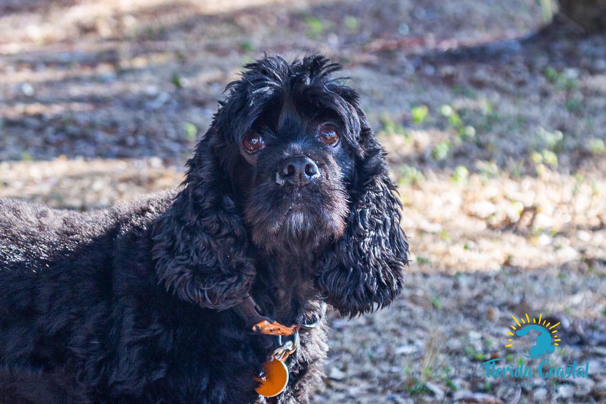 Enlarge Luna, a ADOPTABLE Cocker Spaniel in Cape Coral, FL image 1/5