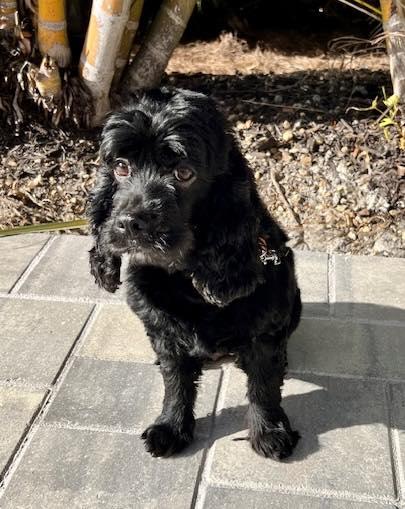 Enlarge Luna, a ADOPTABLE Cocker Spaniel in Cape Coral, FL image 5/5