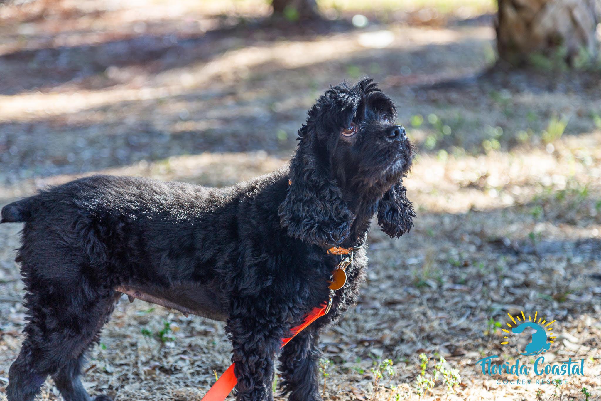 Enlarge Luna, a ADOPTABLE Cocker Spaniel in Cape Coral, FL image 2/5
