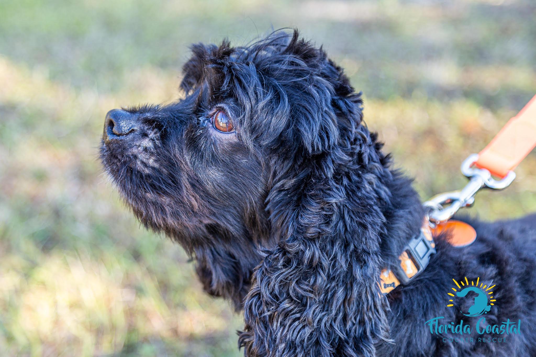 Enlarge Luna, a ADOPTABLE Cocker Spaniel in Cape Coral, FL image 3/5