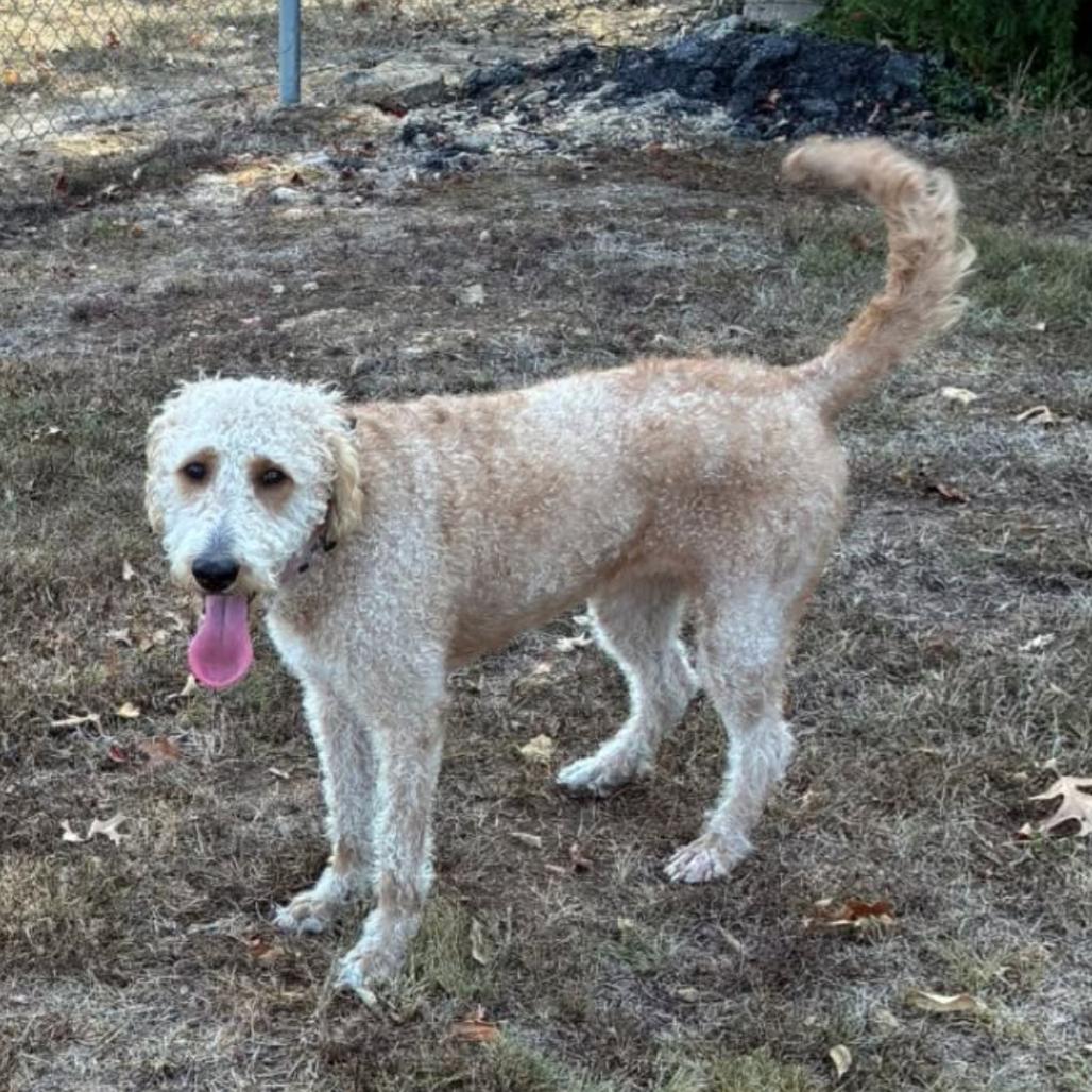 Enlarge Shyla, a Adoptable mixed breed in Rogersville, MO image 4/5