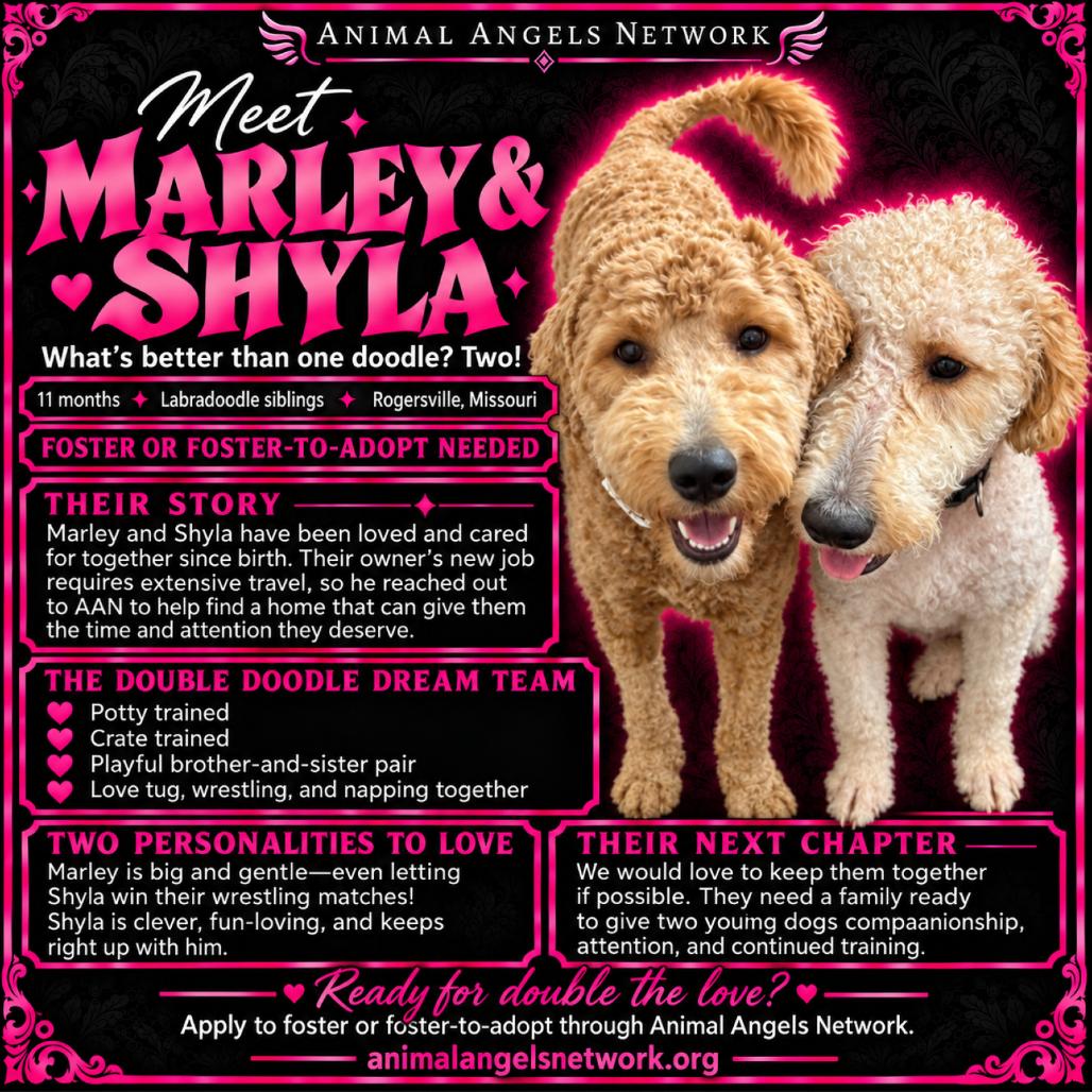Shyla, Adoptable, Young Female Curly-Coated Retriever & Poodle.