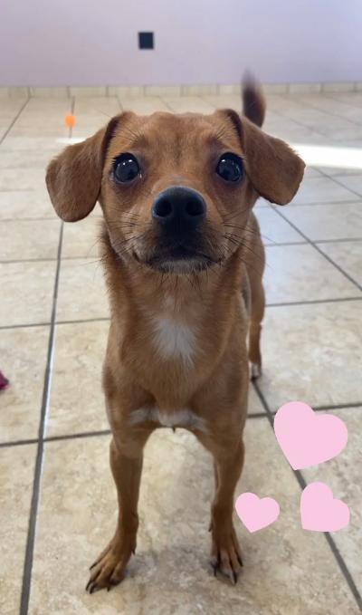 Enlarge Poppy, an adopted mixed breed in Fort Wayne, IN image 1/2