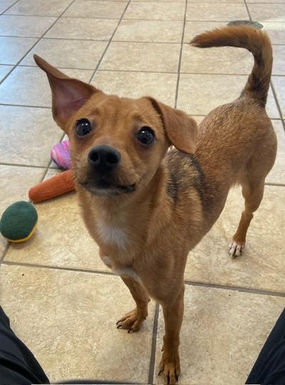 Enlarge Poppy, an adopted mixed breed in Fort Wayne, IN image 2/2