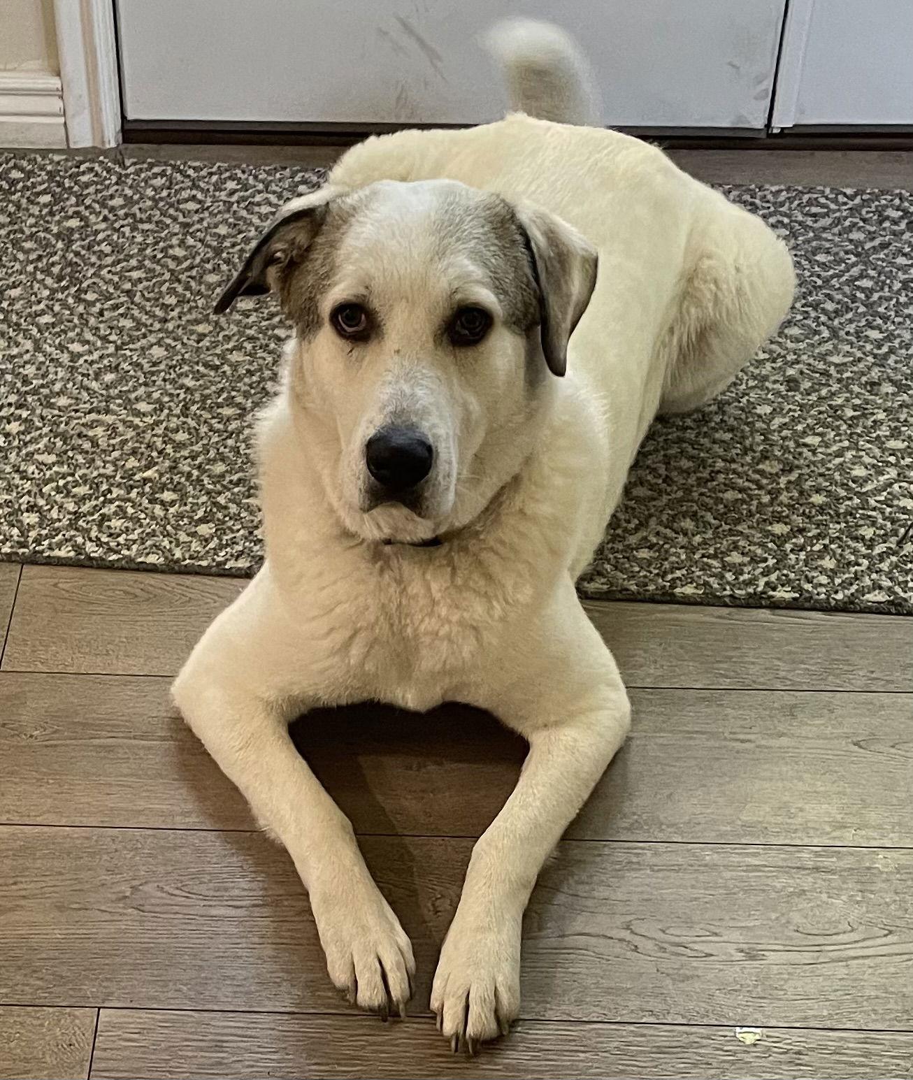 Aspen, a Adoptable Akbash in Bountiful, UT image 2/4