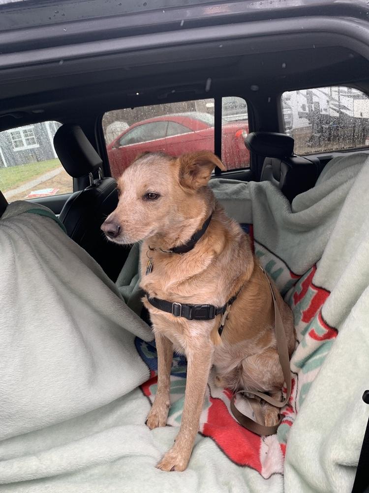 Enlarge Rugby, a Adoptable Australian Cattle Dog / Blue Heeler in Mansfield, OH image 1/5
