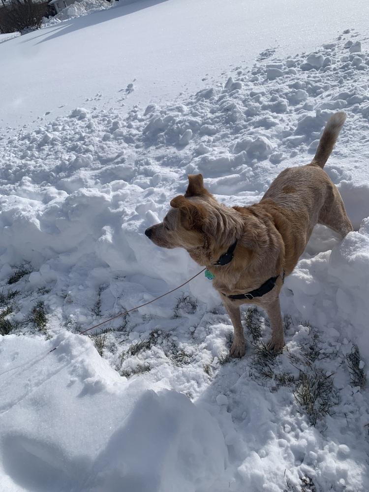 Enlarge Rugby, a Adoptable Australian Cattle Dog / Blue Heeler in Mansfield, OH image 2/5