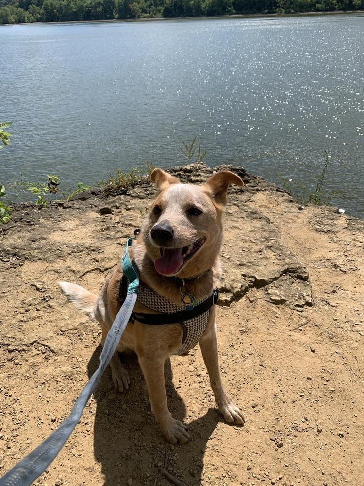 Enlarge Rugby, a Adoptable Australian Cattle Dog / Blue Heeler in Mansfield, OH image 3/5