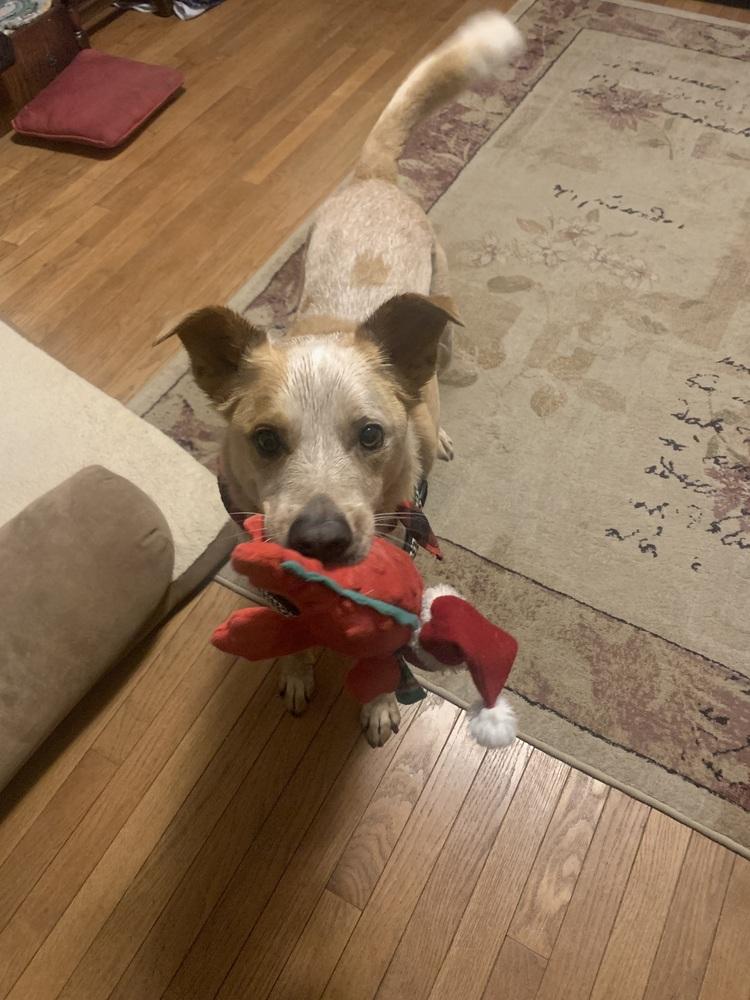 Enlarge Rugby, a Adoptable Australian Cattle Dog / Blue Heeler in Mansfield, OH image 4/5