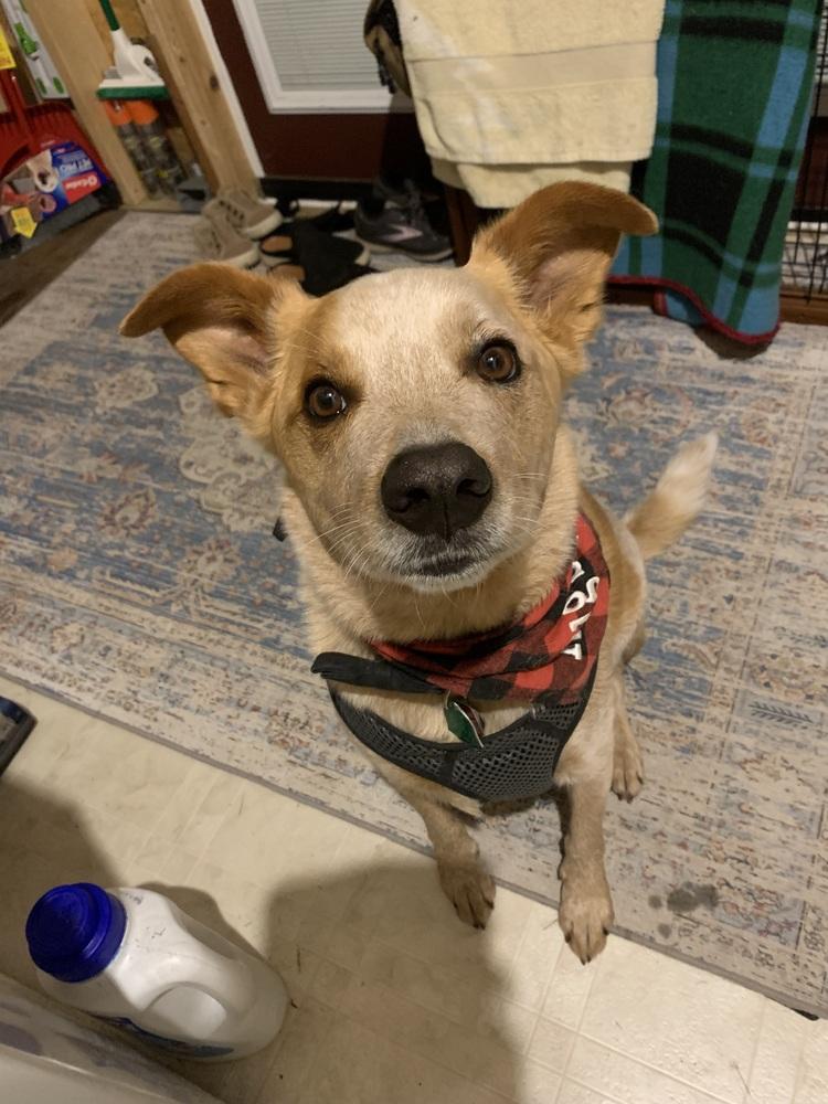 Enlarge Rugby, a Adoptable Australian Cattle Dog / Blue Heeler in Mansfield, OH image 5/5