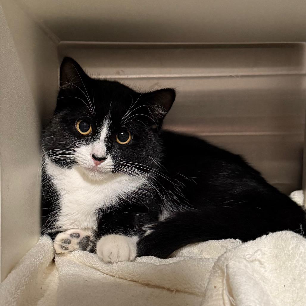 Nymeria, Adoptable, Young Female Domestic Short Hair.