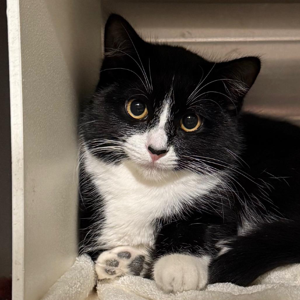 Enlarge Nymeria, a Adoptable Domestic Short Hair in Cedaredge, CO image 2/3