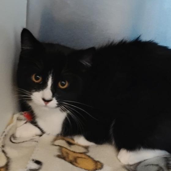 Enlarge Nymeria, a Adoptable Domestic Short Hair in Cedaredge, CO image 3/3