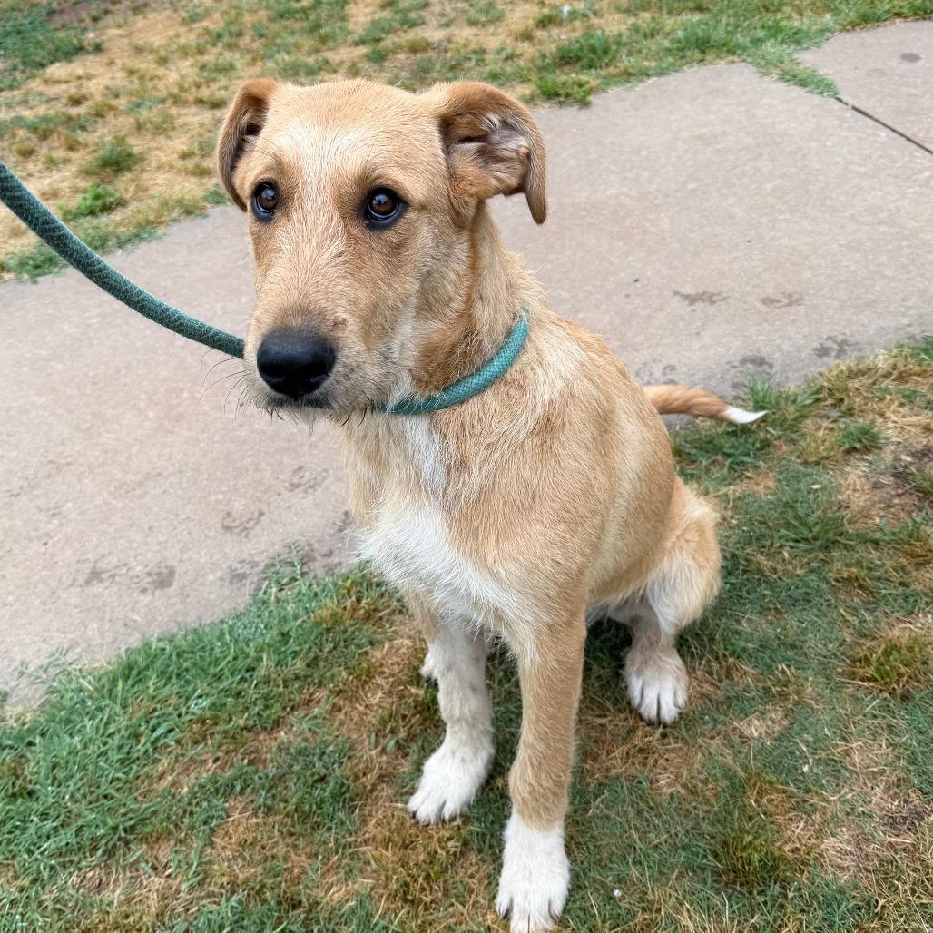 Daphne, Adoptable, Young Female Irish Wolfhound & Golden Retriever.