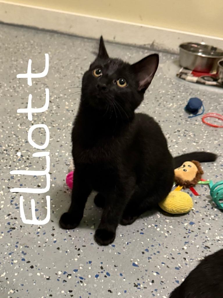Enlarge Elliot, a Adoptable Domestic Short Hair in Rutherfordton, NC image 1/1