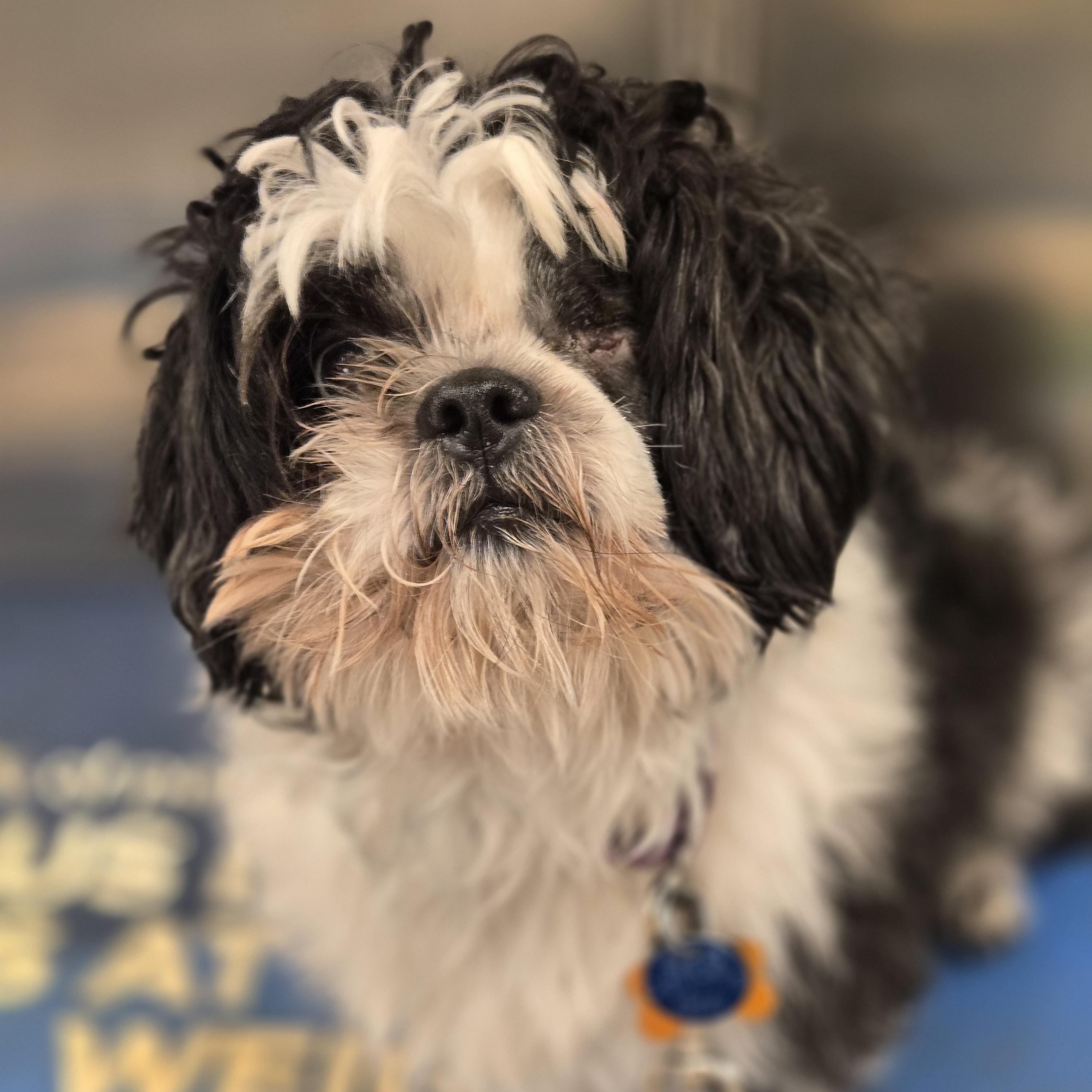 Maximus, an adopted Shih Tzu in Normal, IL image 3/4