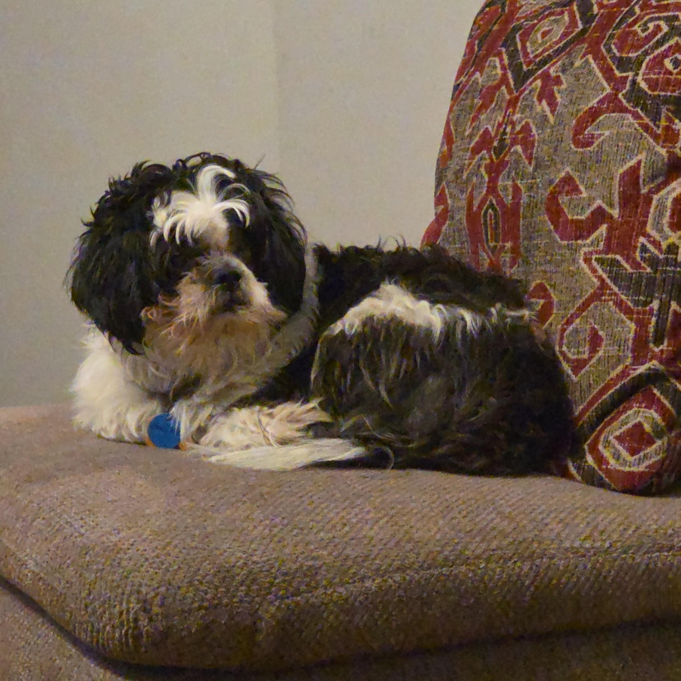 Maximus, an adopted Shih Tzu in Normal, IL image 2/4