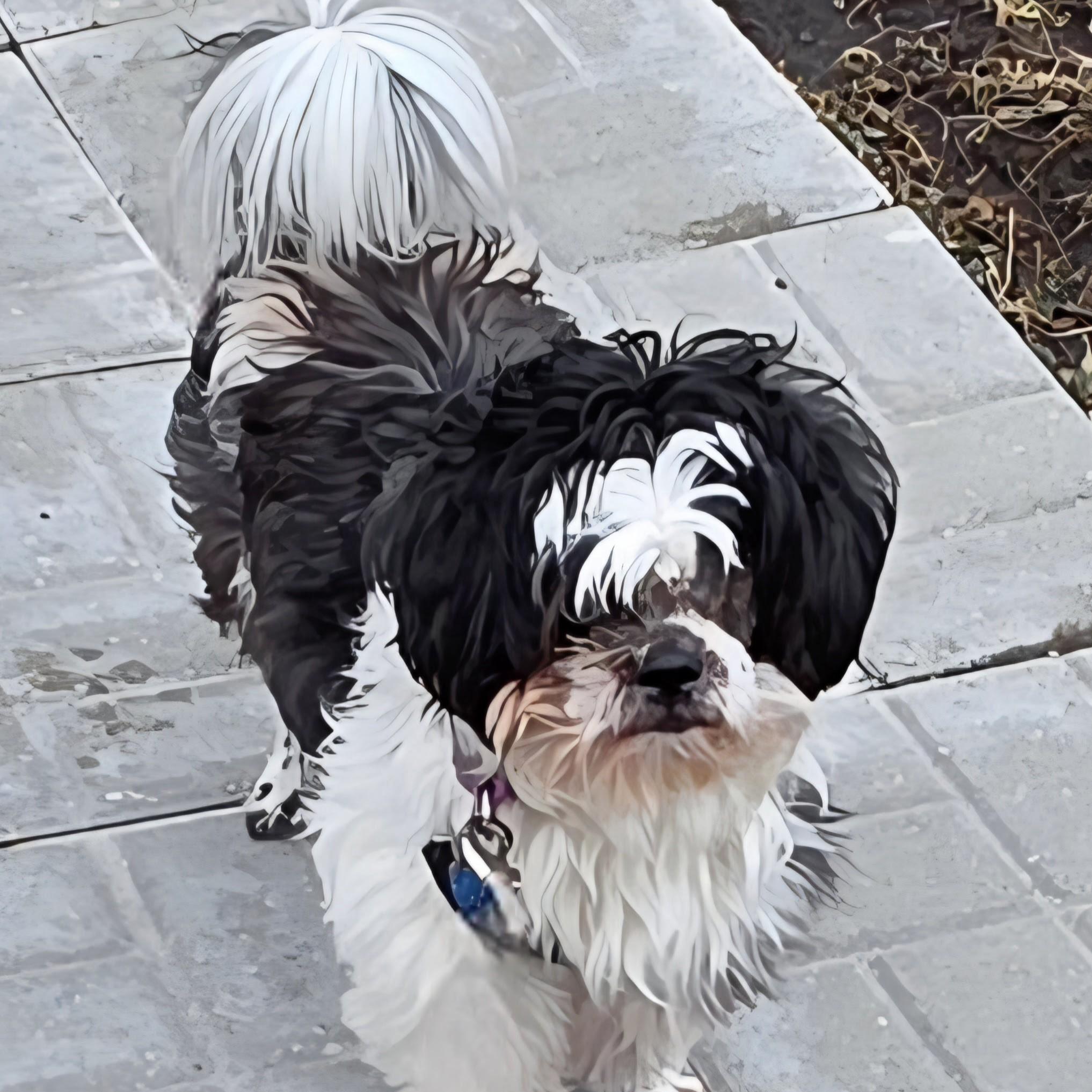 Maximus, an adopted Shih Tzu in Normal, IL image 4/4