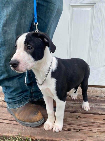 Torm, Adoptable, Puppy Male American Staffordshire Terrier & Mixed Breed.