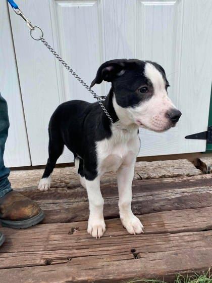Torm, a Adoptable mixed breed in McCook, NE image 2/2