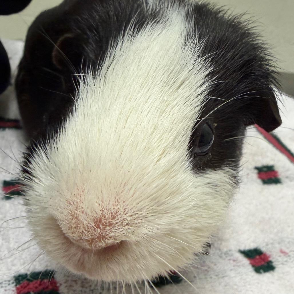 Willie, Adoptable, Senior Male Guinea Pig.