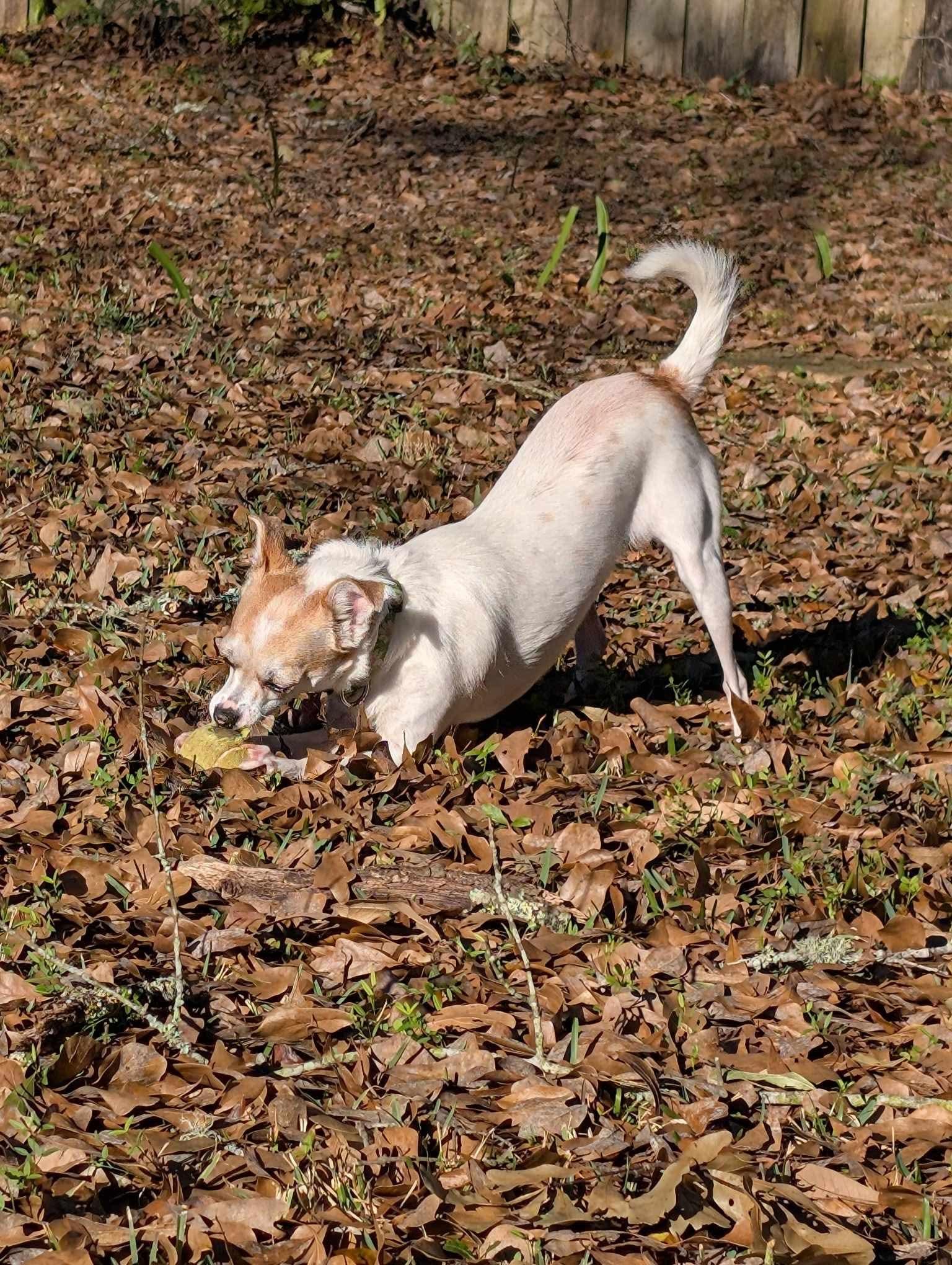 Daisy, adopted, Young Female Chihuahua & Pomeranian.