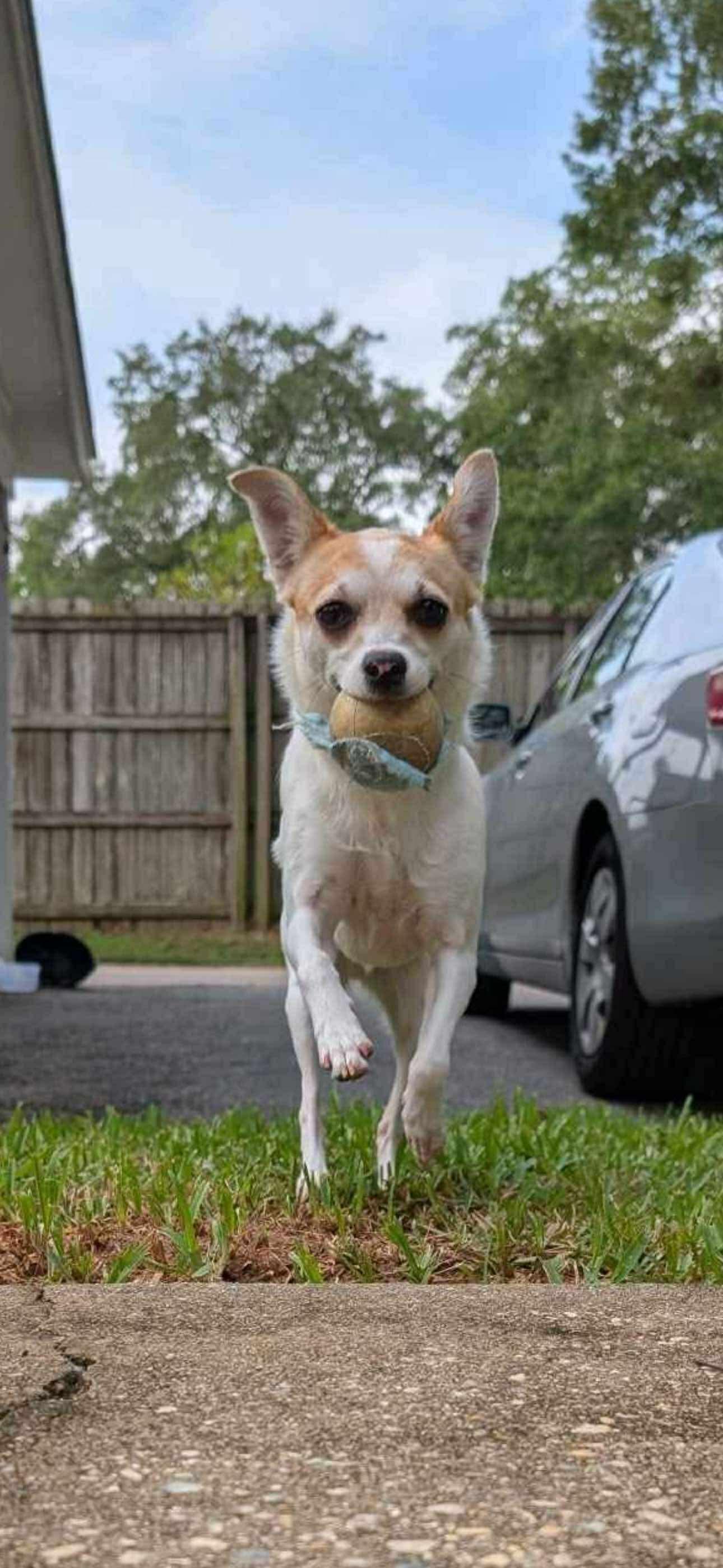 Daisy, an adopted mixed breed in Mobile, AL image 2/2