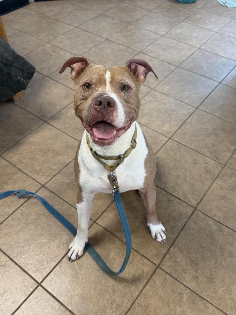 Vincent, Adoptable, Young Male Pit Bull Terrier.