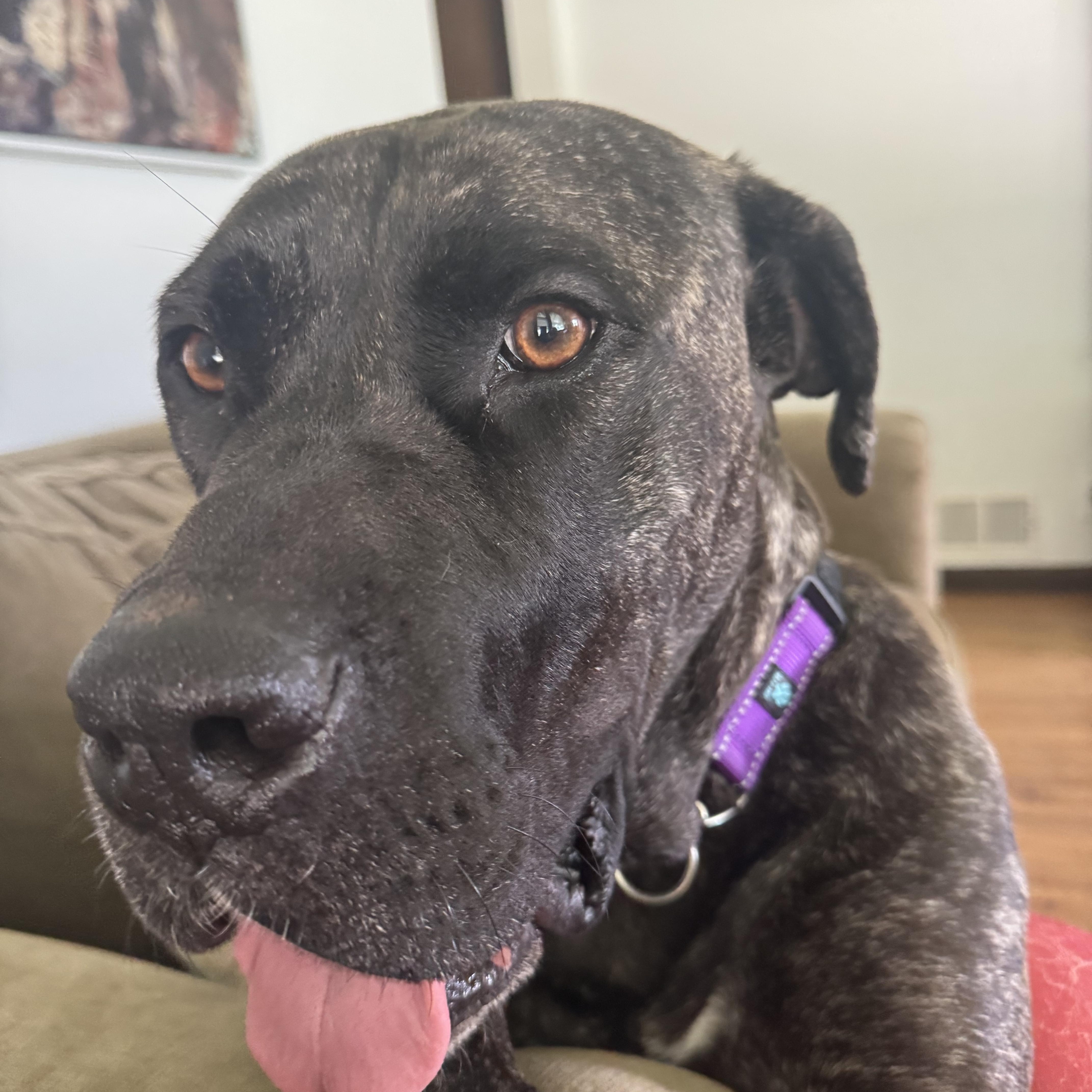Daisy, a Adoptable mixed breed in South Saint Paul, MN image 5/6