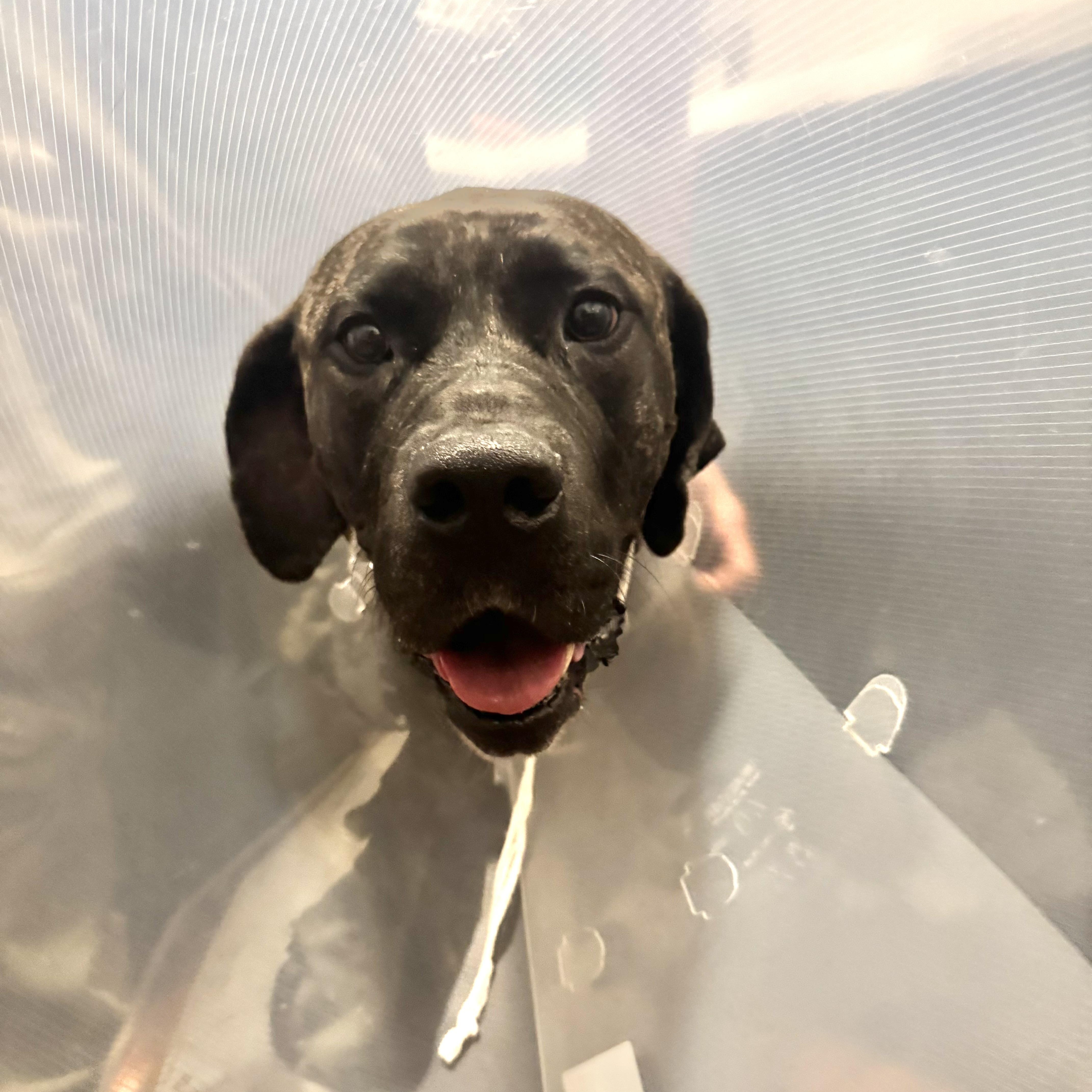 Daisy, Adoptable, Young Female Great Dane & Mastiff.