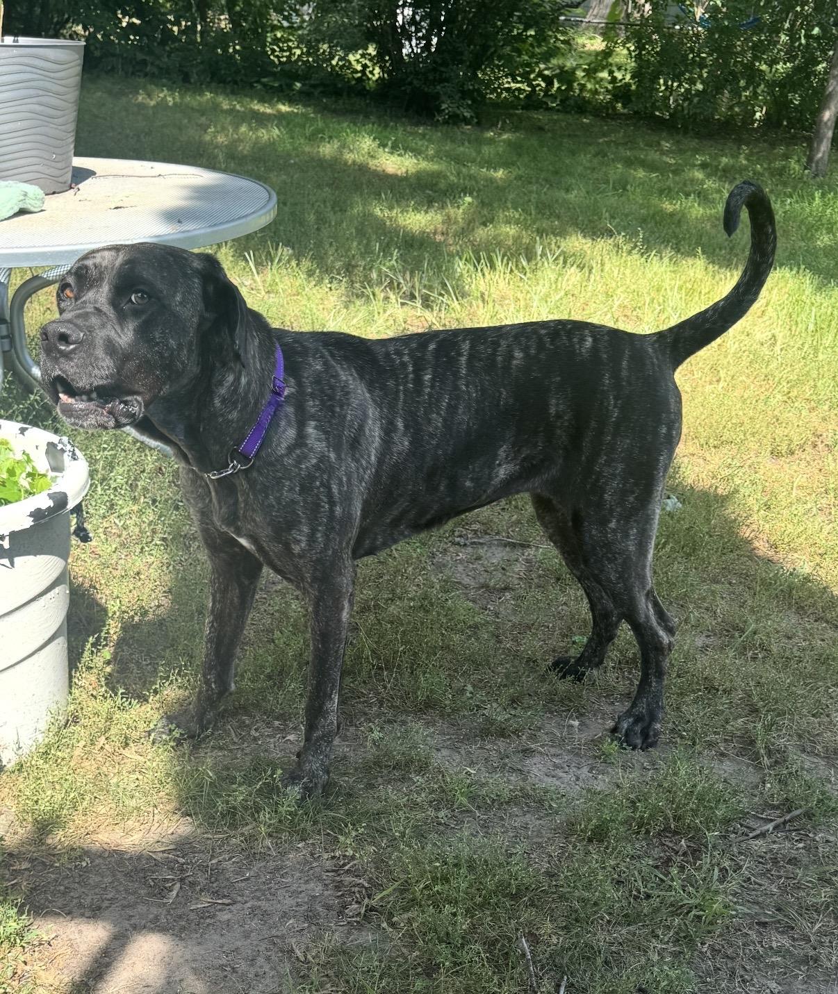 Daisy, a Adoptable mixed breed in South Saint Paul, MN image 3/6