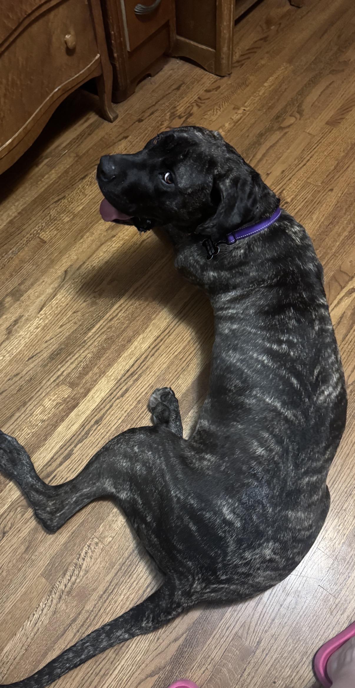Daisy, a Adoptable mixed breed in South Saint Paul, MN image 6/6