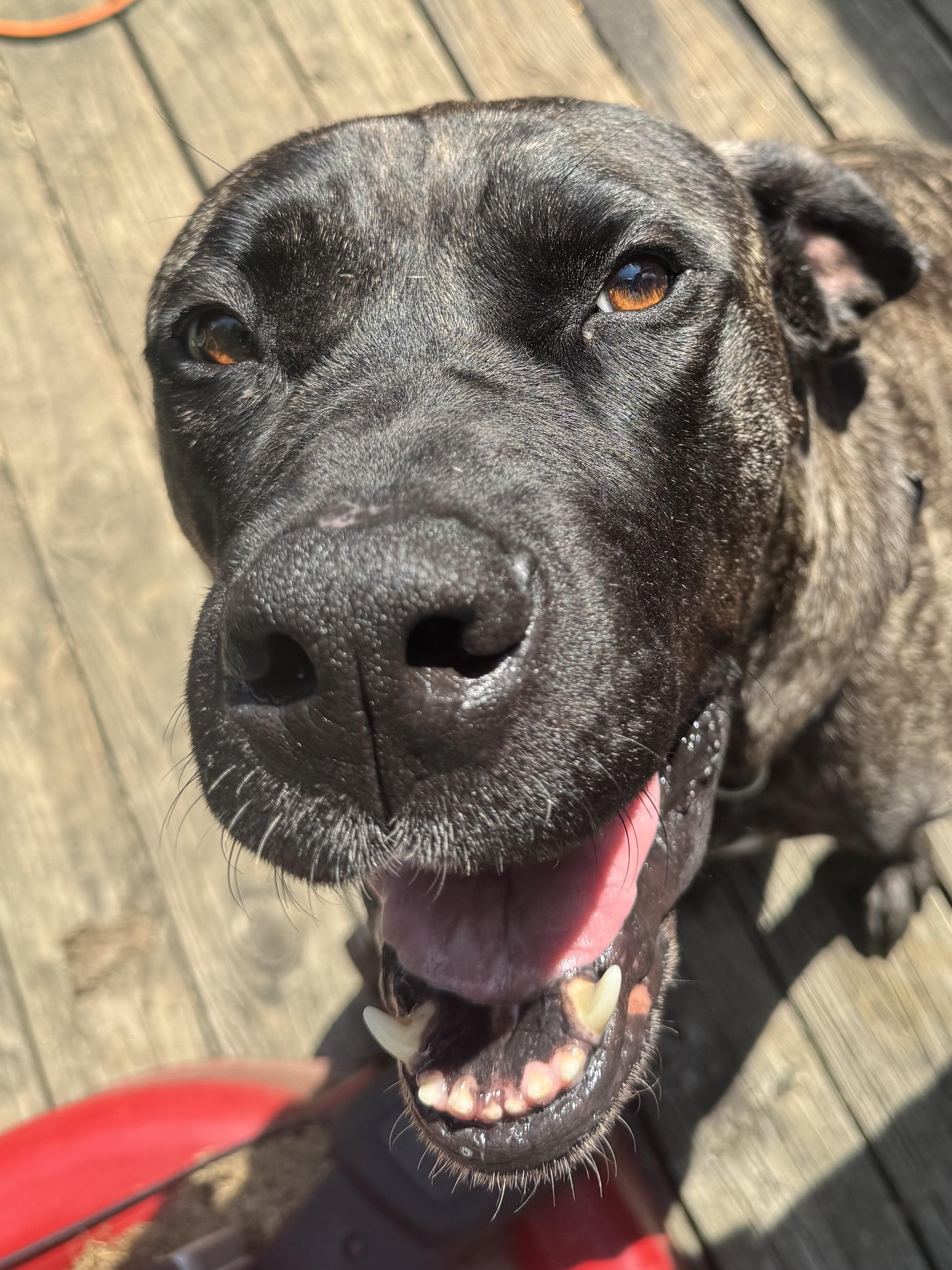 Daisy, a Adoptable mixed breed in South Saint Paul, MN image 4/6
