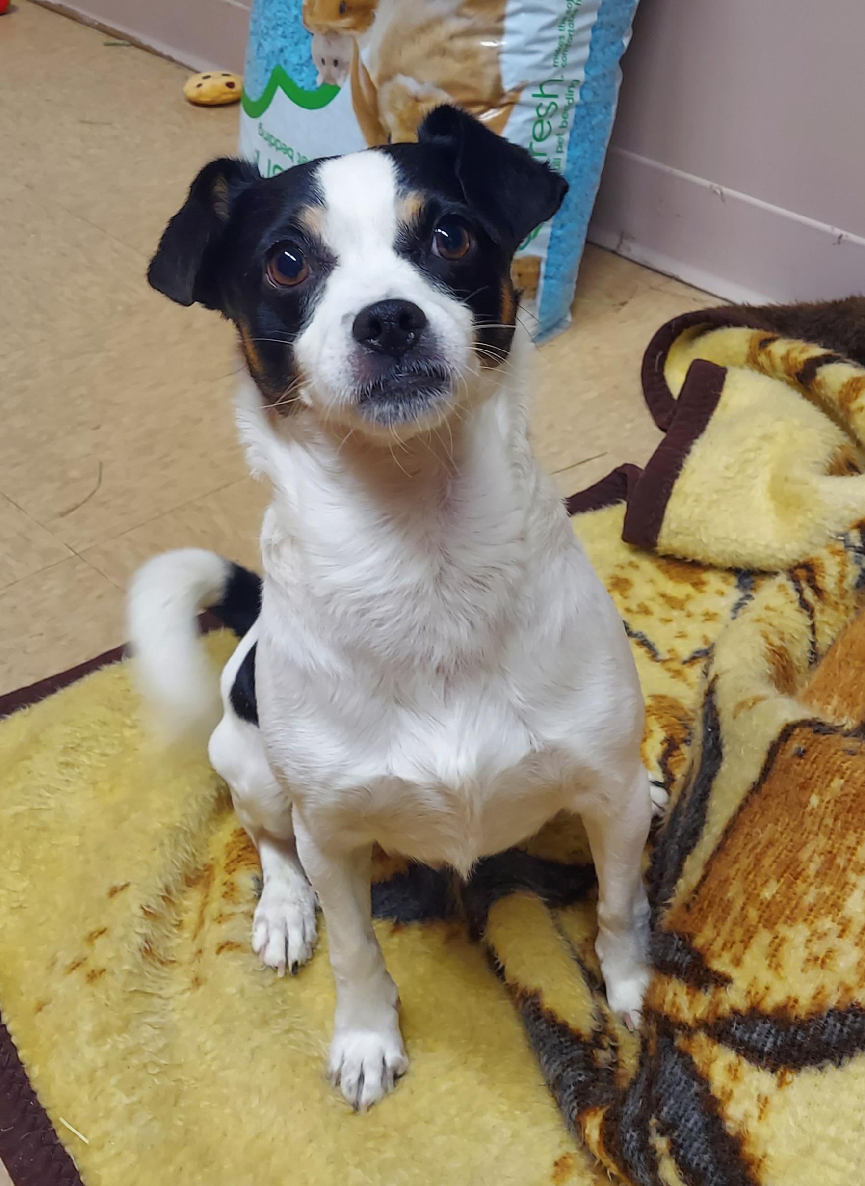 Enlarge #7, a ADOPTABLE Jack Russell Terrier in Pawtucket, RI image 1/1