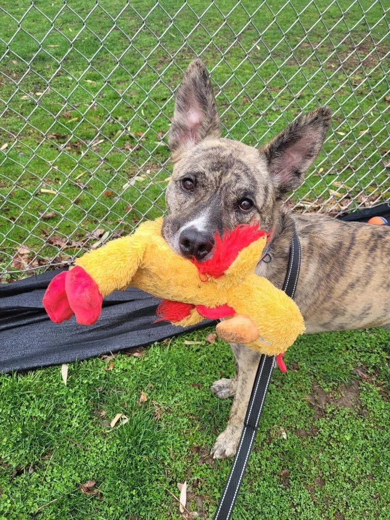 Enlarge Calypso, a Adoptable mixed breed in New Kensington, PA image 1/6