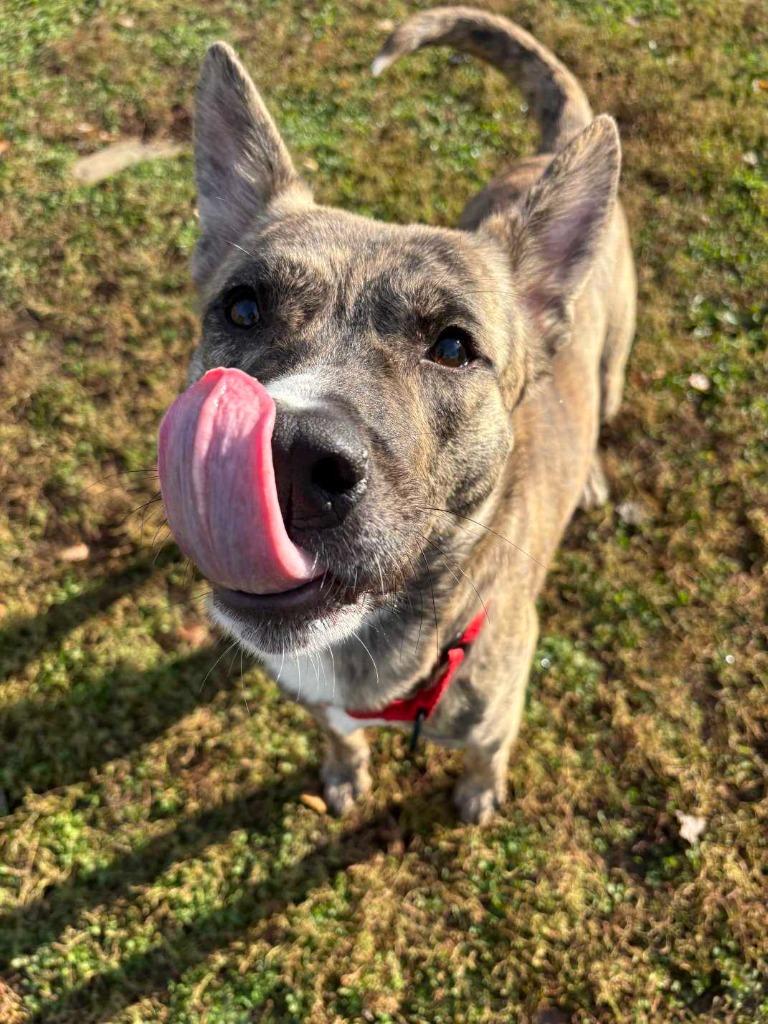Enlarge Calypso, a Adoptable mixed breed in New Kensington, PA image 2/6