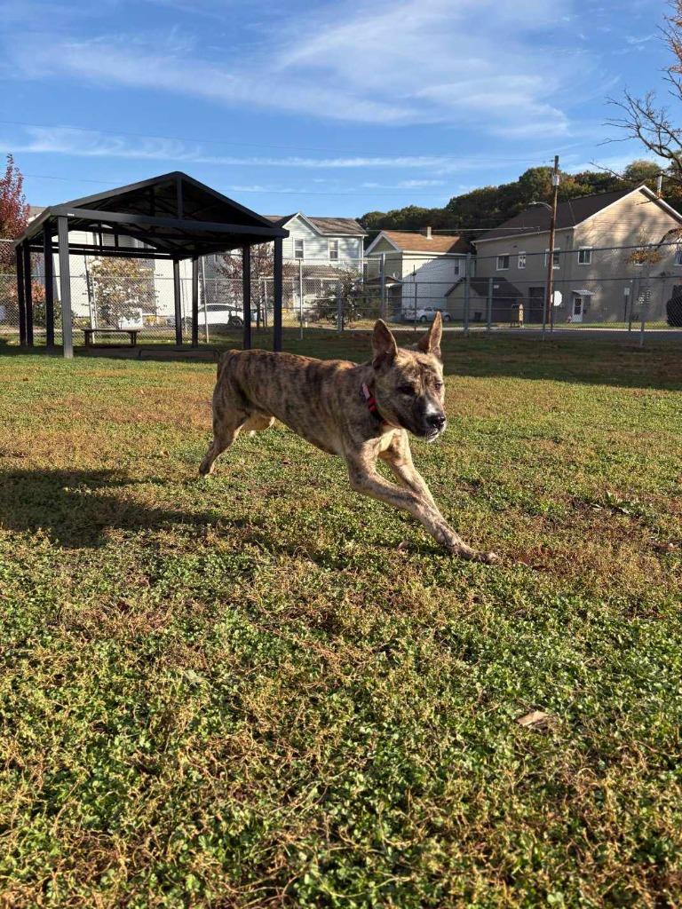 Enlarge Calypso, a Adoptable mixed breed in New Kensington, PA image 3/6
