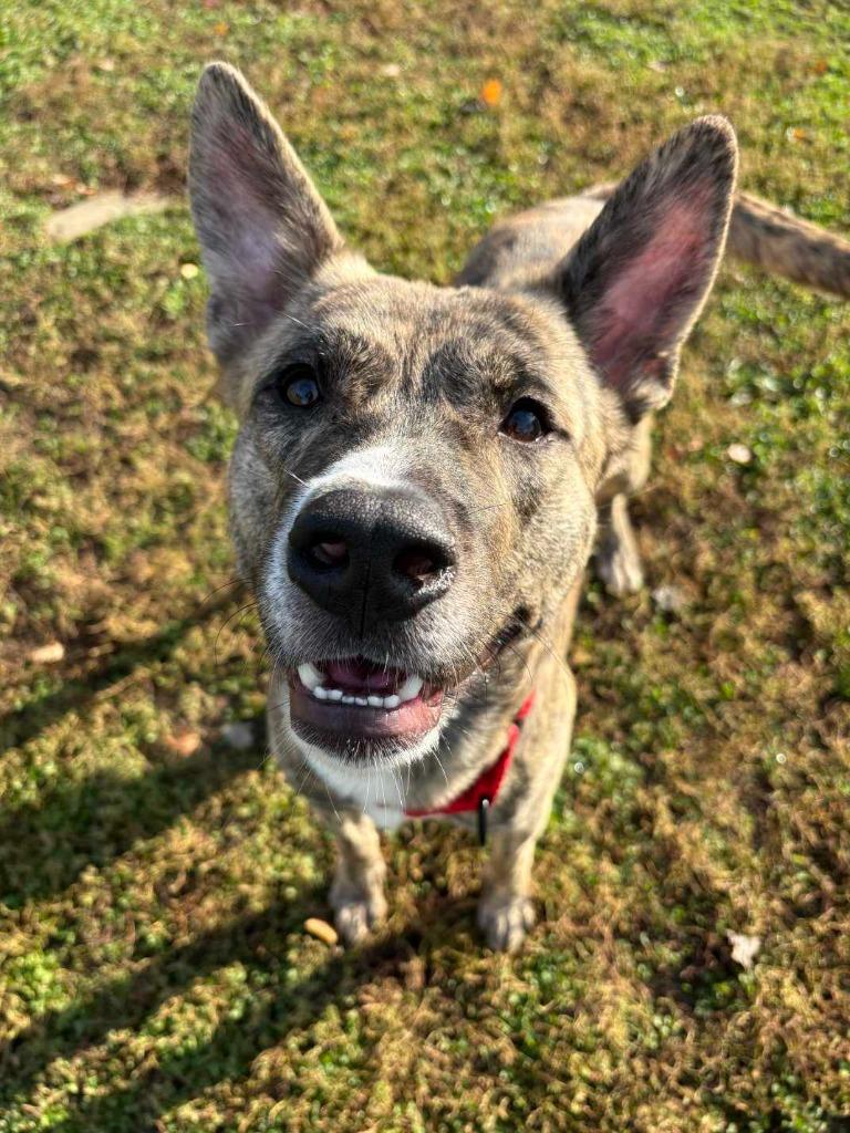 Enlarge Calypso, a Adoptable mixed breed in New Kensington, PA image 3/6