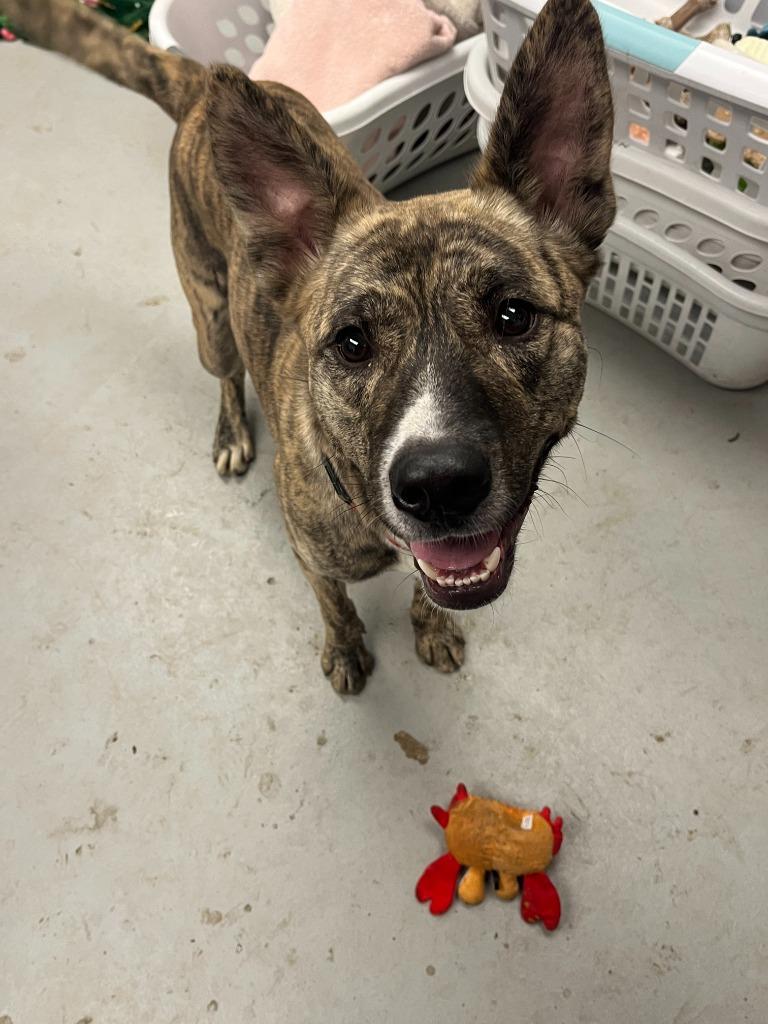 Enlarge Calypso, a Adoptable mixed breed in New Kensington, PA image 5/6