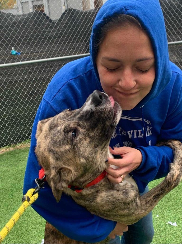 Enlarge Calypso, a Adoptable mixed breed in New Kensington, PA image 4/6