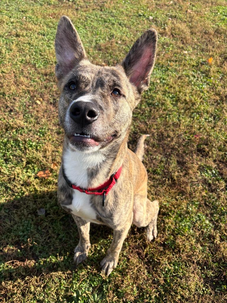 Enlarge Calypso, a Adoptable mixed breed in New Kensington, PA image 6/6