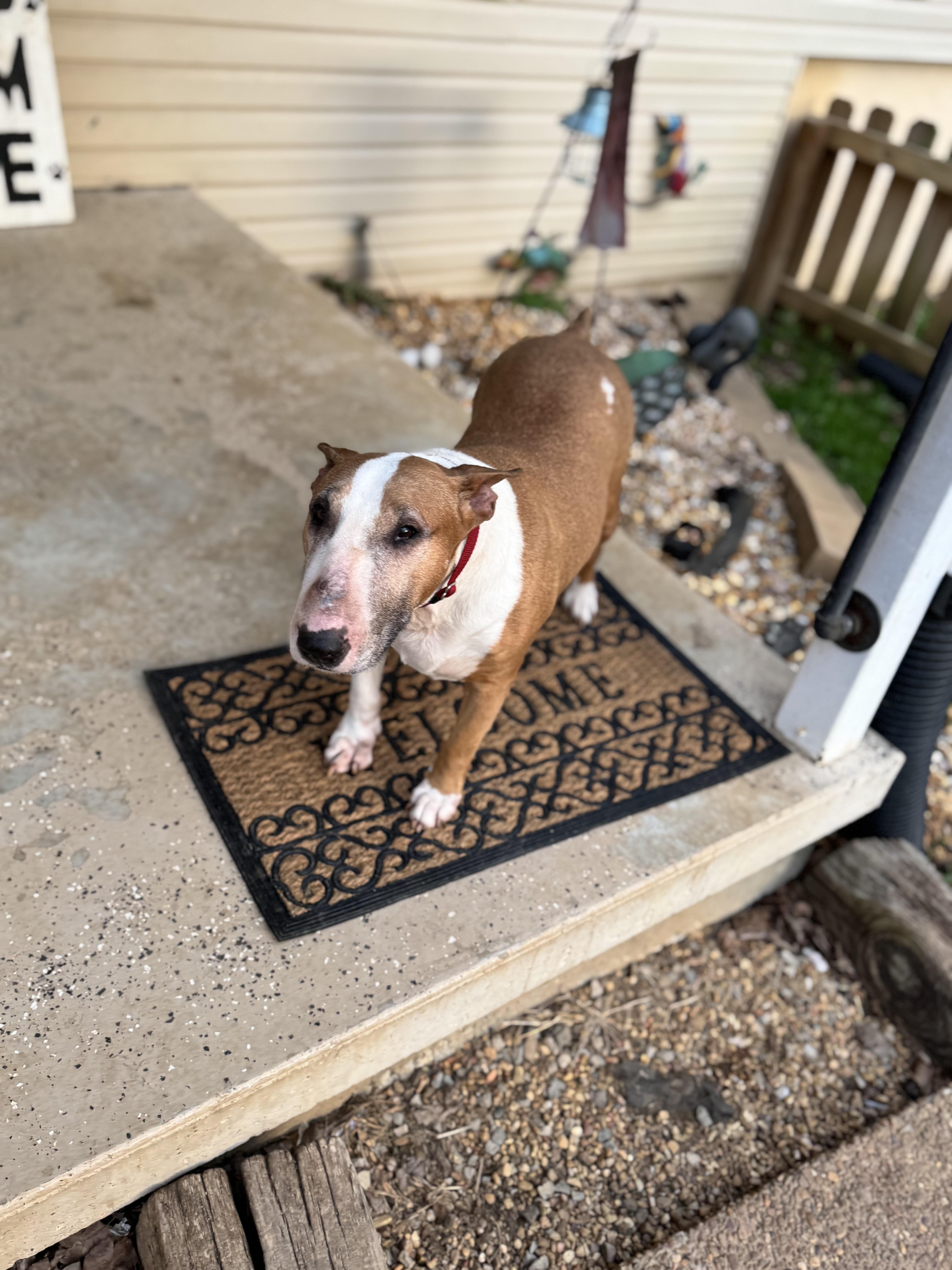 Enlarge Susie , a Adoptable Bull Terrier in Sequatchie, TN image 1/4