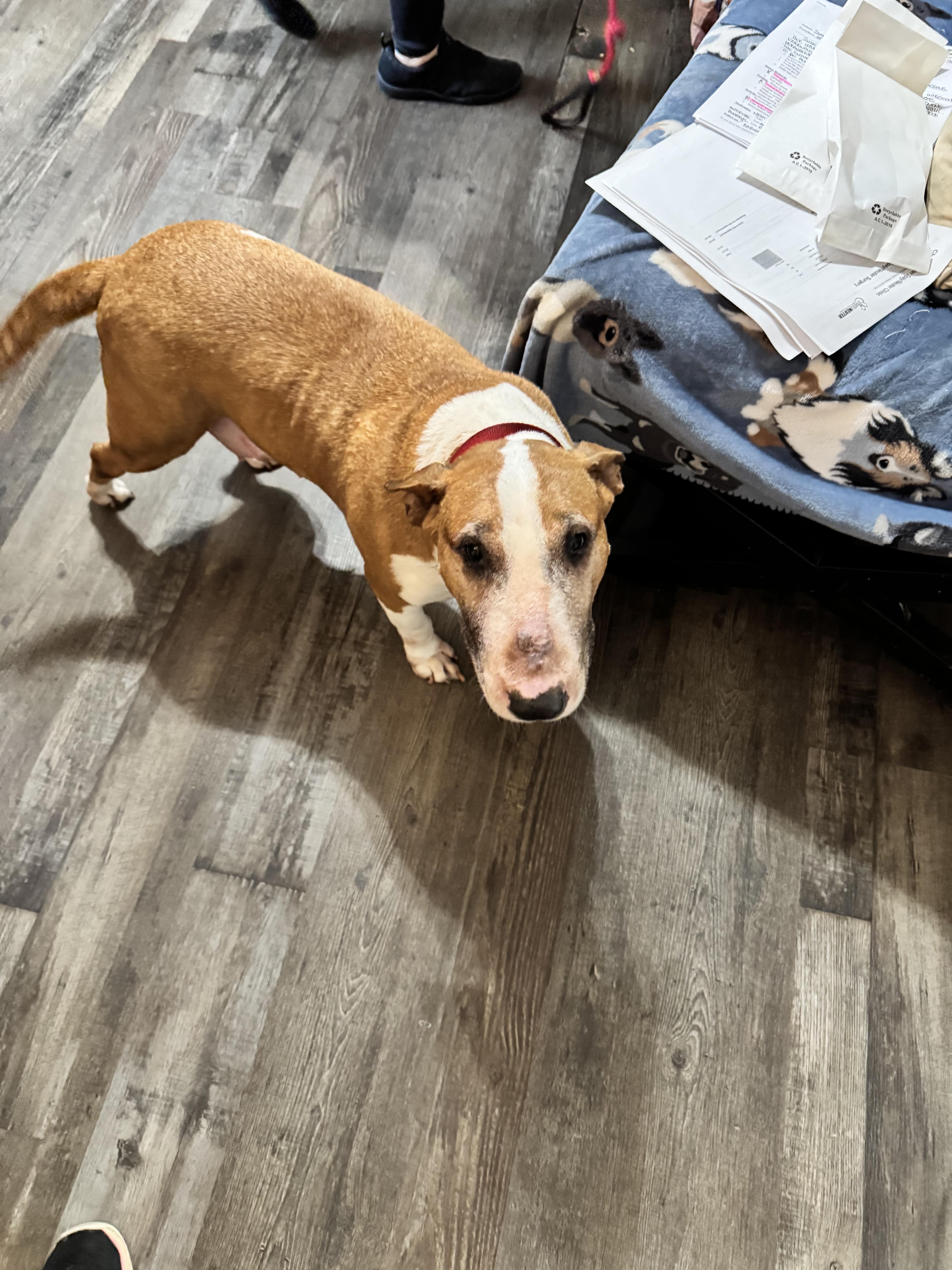 Enlarge Susie , a Adoptable Bull Terrier in Sequatchie, TN image 4/4