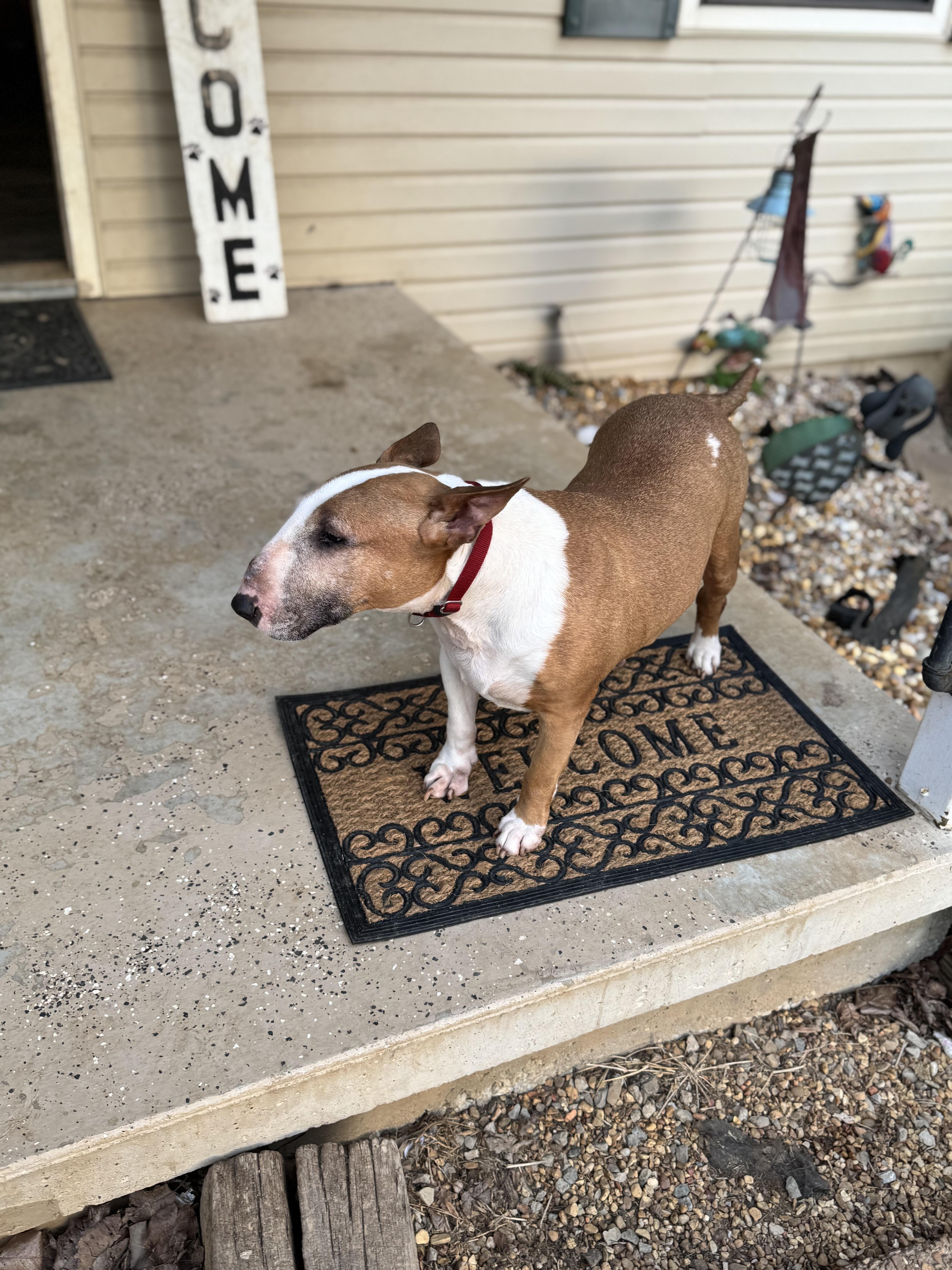 Enlarge Susie , a Adoptable Bull Terrier in Sequatchie, TN image 2/4