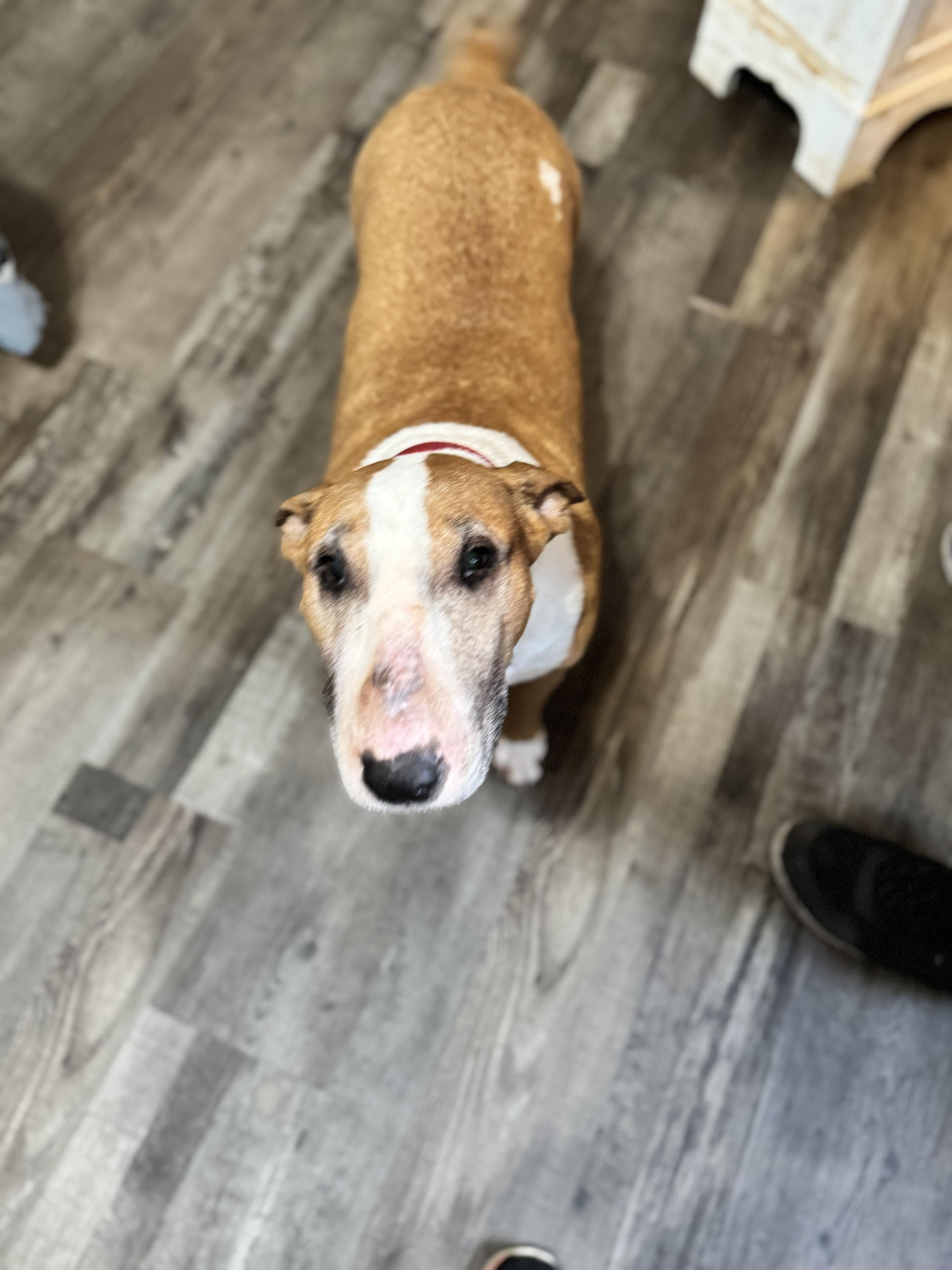 Enlarge Susie , a Adoptable Bull Terrier in Sequatchie, TN image 3/4