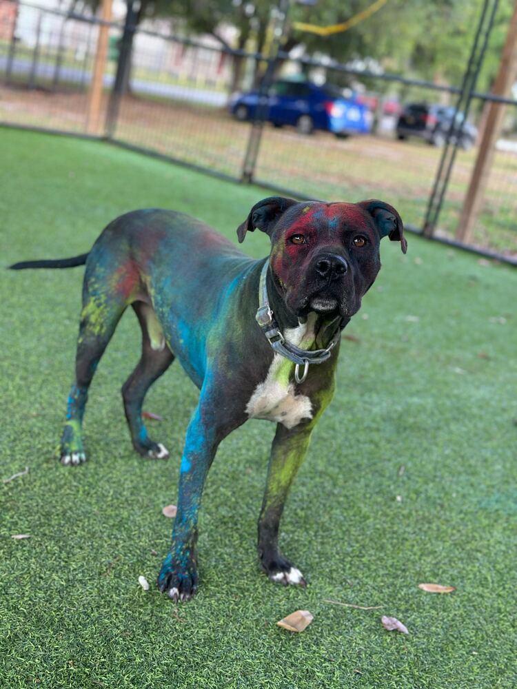 Enlarge Mirok, a Adoptable mixed breed in Lakeland, FL image 1/6