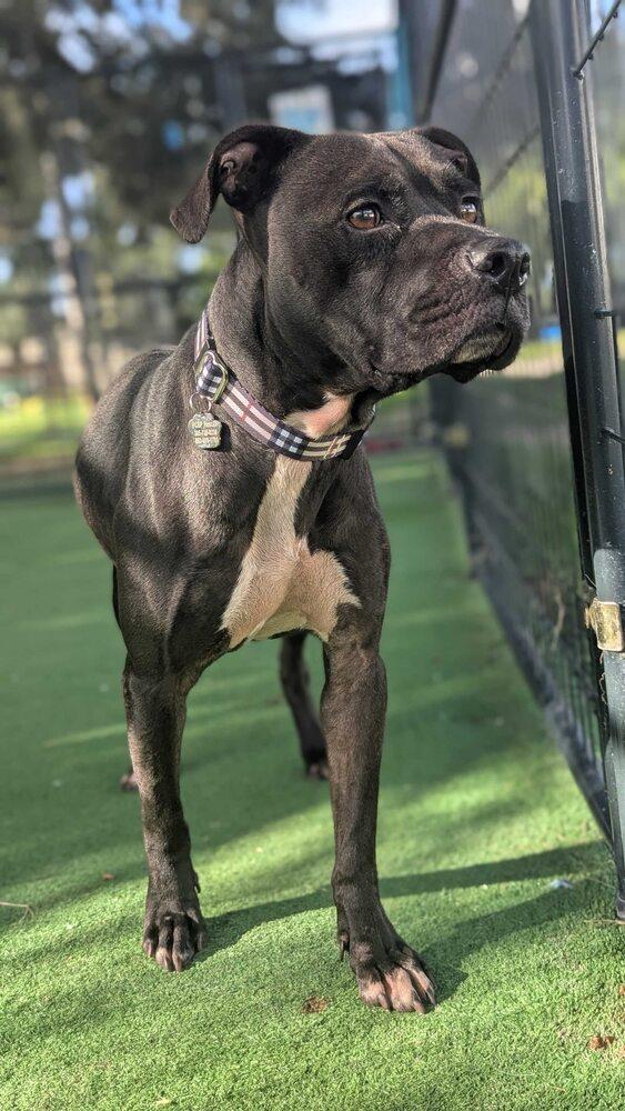 Mirok, Adoptable, Adult Male Mixed Breed.