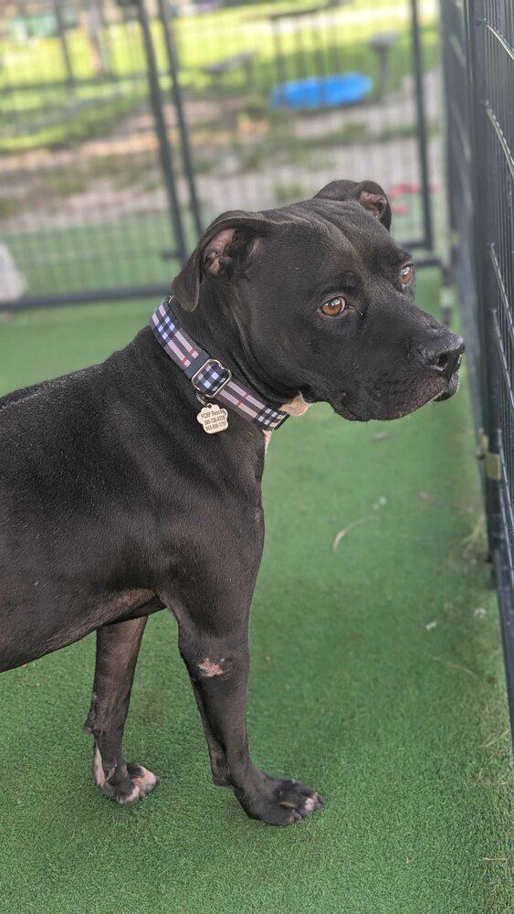 Enlarge Mirok, a Adoptable mixed breed in Lakeland, FL image 2/4